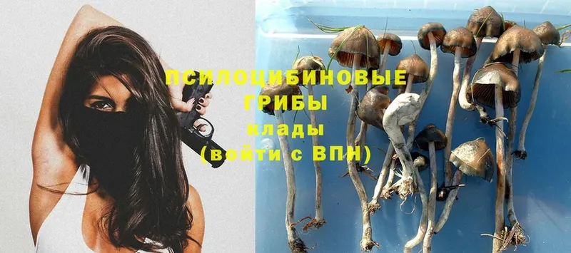 Галлюциногенные грибы прущие грибы  купить   Камызяк 